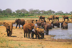 Słoń afrykański (Loxodonta africana)