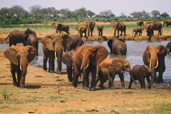 African bush elephant (Loxodonta africana)