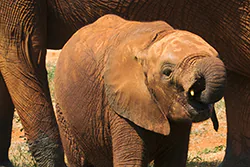 African bush elephant (Loxodonta africana)