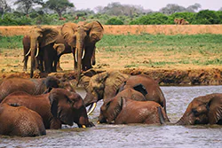 Słoń afrykański (Loxodonta africana)