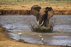 Słoń afrykański (Loxodonta africana)