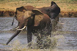 Słoń afrykański (Loxodonta africana)