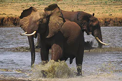 Słoń afrykański (Loxodonta africana)