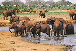 Słoń afrykański (Loxodonta africana)