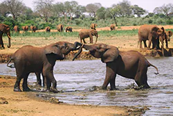 Słoń afrykański (Loxodonta africana)