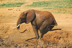 Słoń afrykański (Loxodonta africana)