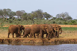 Słoń afrykański (Loxodonta africana)