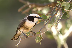 Northern white-crowned shrike (Eurocephalus rueppelli)