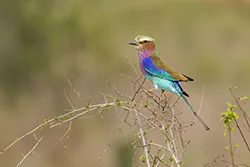 Lilac-breasted Roller (Coracias caudatus)