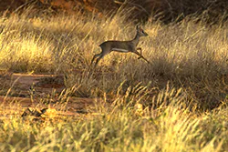 Kirk's dik-dik (Madoqua kirkii)