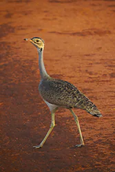 White-bellied Bustard (Eupodotis senegalensis)