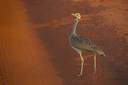 White-bellied Bustard (Eupodotis senegalensis)