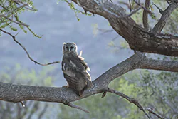 Verreaux's Eagle-owl (Bubo lacteus)