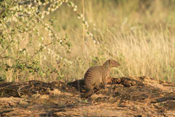 Banded mongoose (Mungos mungo)