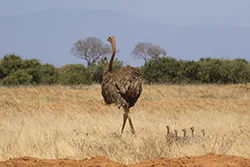 Somali Ostrich (Struthio molybdophanes)