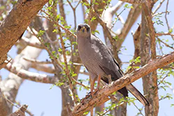 Eastern Pale Chanting Goshawk (Melierax poliopterus)