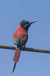 Northern Carmine Bee-eater (Merops nubicus)