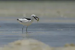 Crab-Plover (Dromas ardeola)