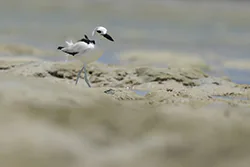 Crab-Plover (Dromas ardeola)