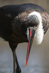 Woolly-necked Stork (Ciconia episcopus)