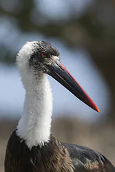 Woolly-necked Stork (Ciconia episcopus)