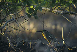 Striated Heron (Butorides striatus)