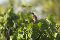 Zanzibar Sombre Greenbul (Andropadus importunus)