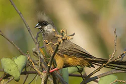 Speckled mousebird (Colius striatus)