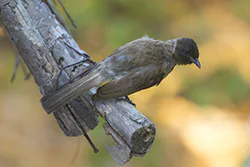 Dodson's bulbul (Pycnonotus dodsoni)