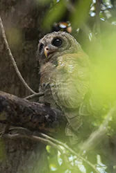 African Wood Owl (Strix woodfordii)