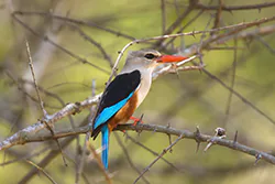 Grey-headed Kingfisher (Halcyon leucocephala)
