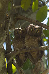 Sokoke Scops Owl (Otus ireneae)