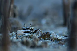 Krab skrzypek (Uca)