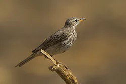 Malindi Pipit (Anthus melindae)
