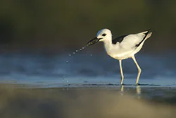 Crab-Plover (Dromas ardeola)
