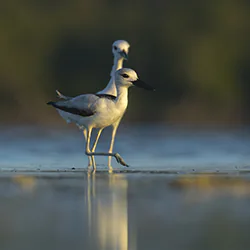 Crab-Plover (Dromas ardeola)