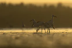 Crab-Plover (Dromas ardeola)