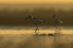 Crab-Plover (Dromas ardeola)