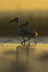 Krabożer (Dromas ardeola)