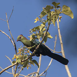 Fischer's Turaco (Tauraco fischeri)