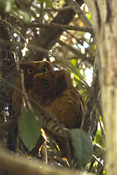 Sokoke Scops Owl (Otus ireneae)