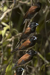 Red-backed Mannikin (Lonchura nigriceps)