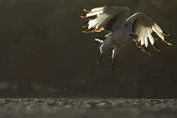 Palm-nut vulture (Gypohierax angolensis)