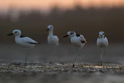 Crab-Plover (Dromas ardeola)
