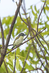 Wąsaczek czerwonoczelny (Pogoniolus pusillus)