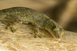 [indeterminate species] (---)