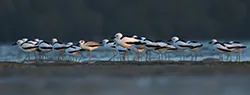 Crab-Plover (Dromas ardeola)