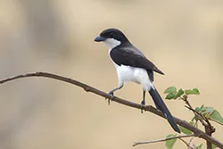 Long-tailed Fiscal (Lanius cabanisi)