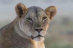 Lion (Panthera leo)