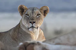 Lion (Panthera leo)